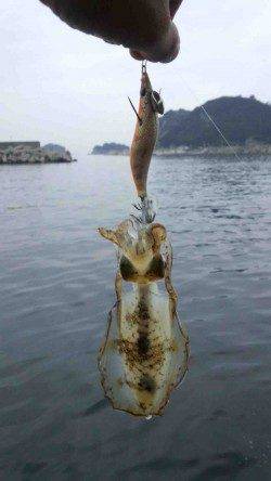 朝マズメ5時、雑賀崎漁港内をランガンしました