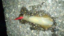 牛ヶ首周辺でのアオリ新子調査