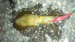 牛ヶ首周辺でのアオリ新子調査