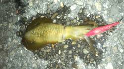 牛ヶ首周辺でのアオリ新子調査