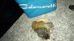 下津港周辺を2箇所に絞りアオリ調査