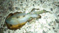 下津港周辺を2箇所に絞りアオリ調査