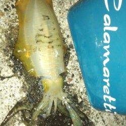 初島漁港沖堤防　朝マズメの時合い狙いのエギング☆