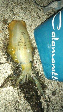 初島漁港沖堤防　朝マズメの時合い狙いのエギング☆