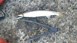 沖ノ島 地ノ島　カマスのサイズが上がってます