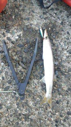 沖ノ島 地ノ島　カマスのサイズが上がってます