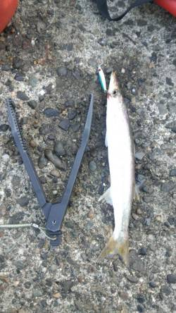 沖ノ島 地ノ島　カマスのサイズが上がってま…