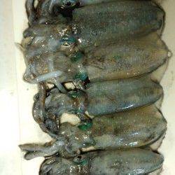 沖ノ島 地ノ島　15時～19時までのエギング釣行