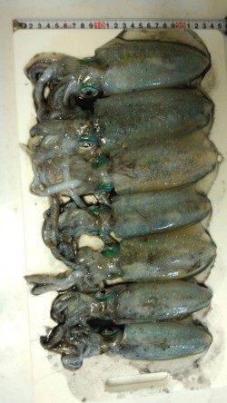 沖ノ島 地ノ島　15時～19時までのエギング釣行