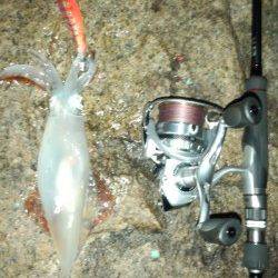 戸坂・塩津漁港　夜のエギングでケンサキがヒット