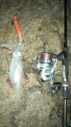 戸坂・塩津漁港　夜のエギングでケンサキがヒ…