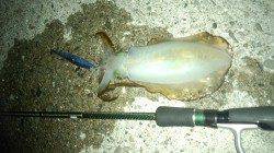 少しの時間だけ水軒のテトラ帯を攻めてきました