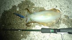 少しの時間だけ水軒のテトラ帯を攻めてきまし…