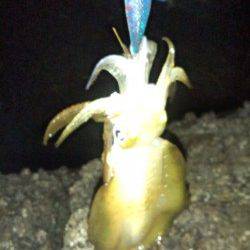 牛ヶ首周辺でのエギング釣行、平均的サイズでした