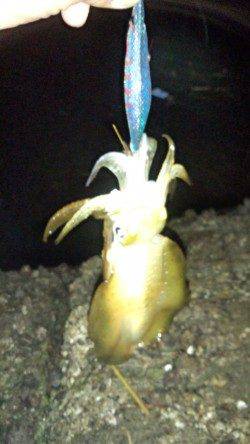 牛ヶ首周辺でのエギング釣行、平均的サイズでした