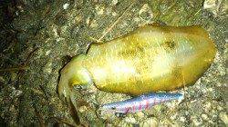 牛ヶ首周辺でのエギング釣行、平均的サイズでした