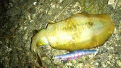 牛ヶ首周辺でのエギング釣行、平均的サイズで…