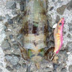 初島漁港　エギングでのアオリイカ調査もリリースサイズ