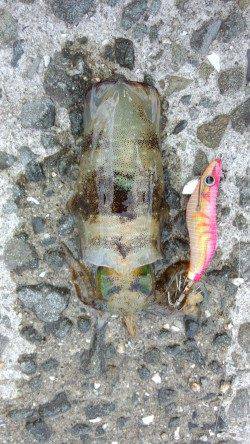 初島漁港　エギングでのアオリイカ調査もリリースサイズ