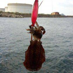 初島漁港　エギングでのアオリイカ調査もリリースサイズ