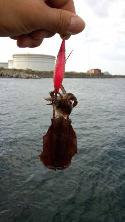 初島漁港　エギングでのアオリイカ調査もリリ…