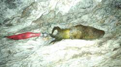 海南エギング　表層ダートでかわいい新子！