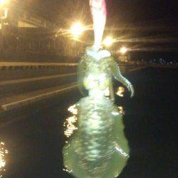 和歌山マリーナシティ　仕事帰りのエギング釣行〜