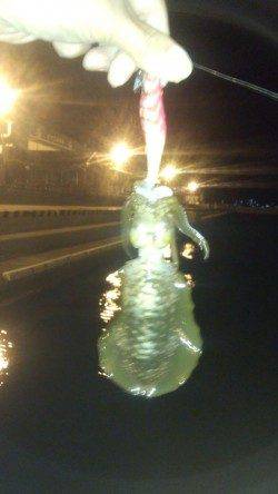 和歌山マリーナシティ　仕事帰りのエギング釣行〜