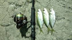 田ノ浦漁港常夜灯下でのアジングゲーム　アジ…