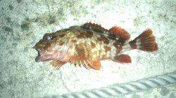 和歌浦漁港でガシラ狙い