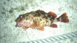 和歌浦漁港でガシラ狙い