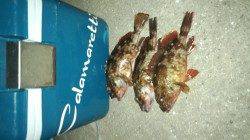 和歌浦漁港でガシラ狙い