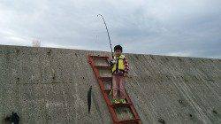 【休日の武庫一釣行】青物は不発、サビキは入れ食いでした