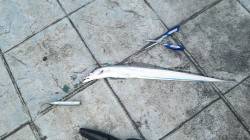 タチウオを狙いに北公園へ！