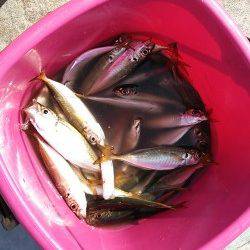 タチウオを狙いに北公園へ！