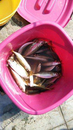 タチウオを狙いに北公園へ！