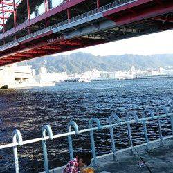 いいサイズのイワシと小さめのアジ♪　北公園