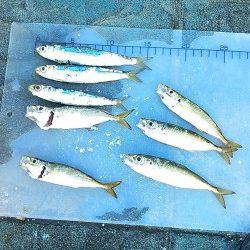 いいサイズのイワシと小さめのアジ♪　北公園