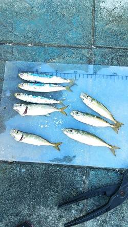 いいサイズのイワシと小さめのアジ♪　北公園…