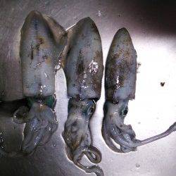 夕日港　夜21時頃〜朝マズメまでのエギング！