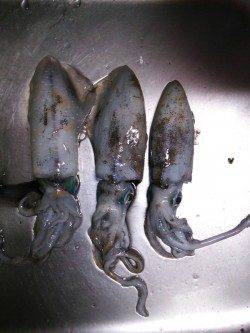 夕日港　夜21時頃〜朝マズメまでのエギング！