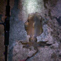 久美浜エギング、最高のコンディションでアオリＧＥＴ！