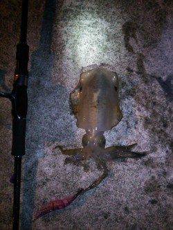 久美浜エギング、最高のコンディションでアオリＧＥＴ！