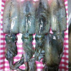 久美浜エギング、最高のコンディションでアオリＧＥＴ！