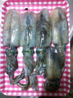 久美浜エギング、最高のコンディションでアオリＧＥＴ！