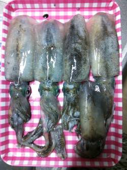 久美浜エギング、最高のコンディションでアオ…