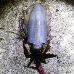 久美浜エギング　アオリイカ胴長18㎝の良型