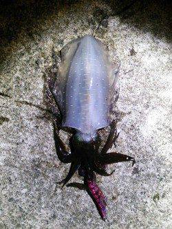 久美浜エギング　アオリイカ胴長18㎝の良型