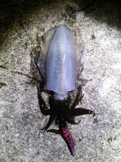 久美浜エギング　アオリイカ胴長18㎝の良型…