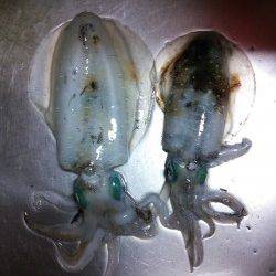 久美浜エギング　アオリイカ胴長18㎝の良型